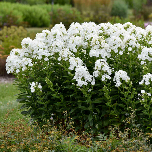 Backlight Upright Phlox (Phlox luminary 'Backlight')