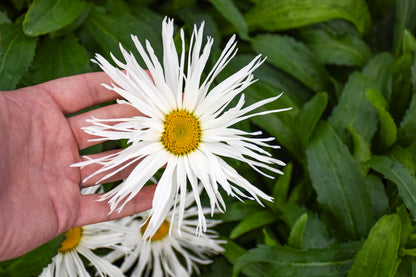 Amazing Daisies® Spun Silk | Shasta Daisy