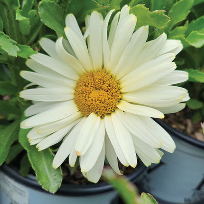 Amazing Daisies® Banana Cream II | Shasta Daisy