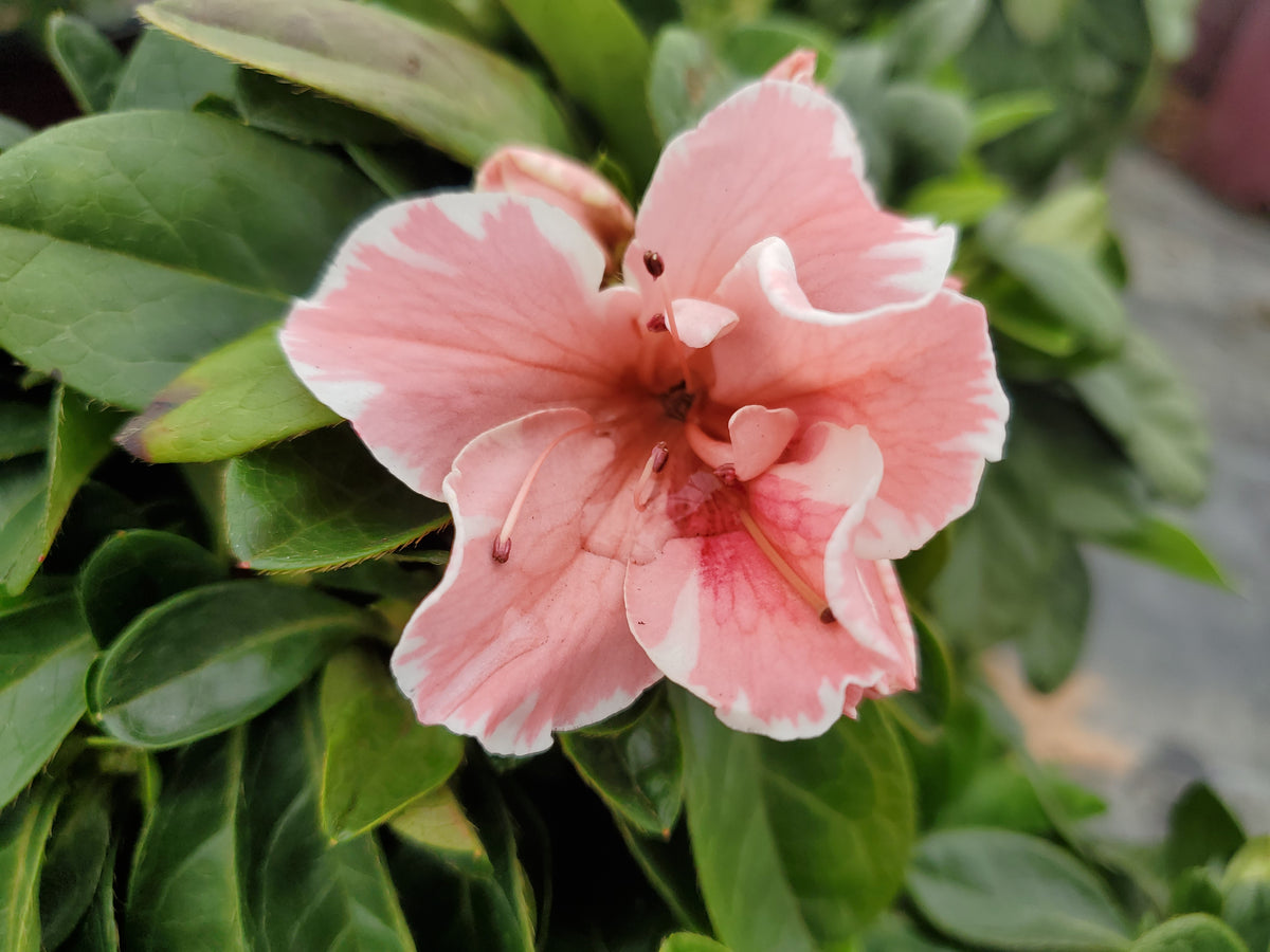 Encore® Autumn Starburst™ Reblooming Azalea (Rhododendron Encore® 'Autumn Starburst')