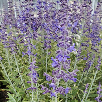 Sage Advice | Russian Sage