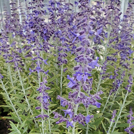 Sage Advice | Russian Sage