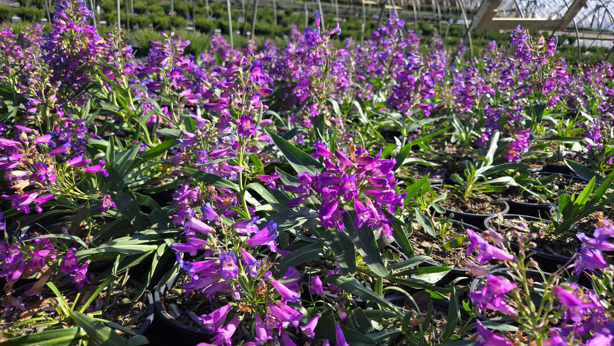 Pristine Blue Beardtongue (Penstemon pristine 'Blue')