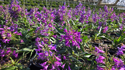 Pristine Blue Beardtongue (Penstemon pristine 'Blue')