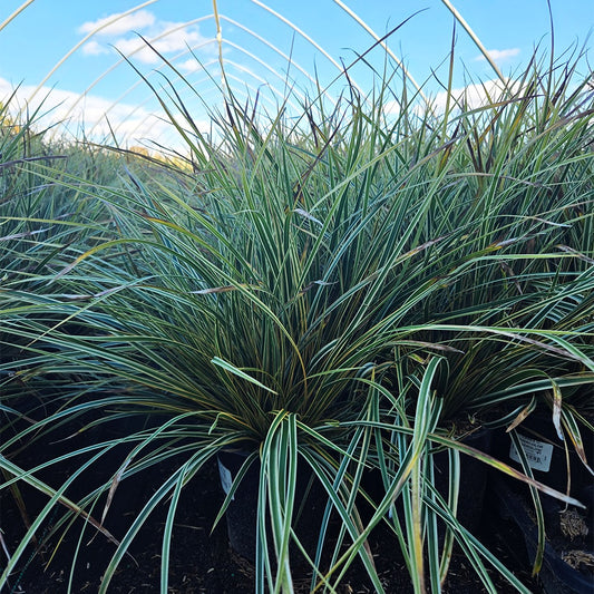 Evercolor® Everglow Sedge (Carex o. evercolor 'Everglow')