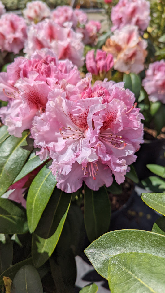 Holden's™ Pink Flare | Rhododendron