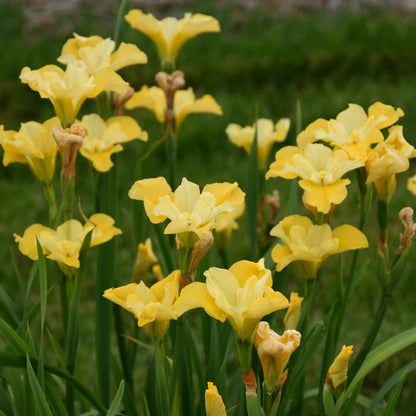 Sunfisher Siberian Iris (Iris sibirica 'Sunfisher')