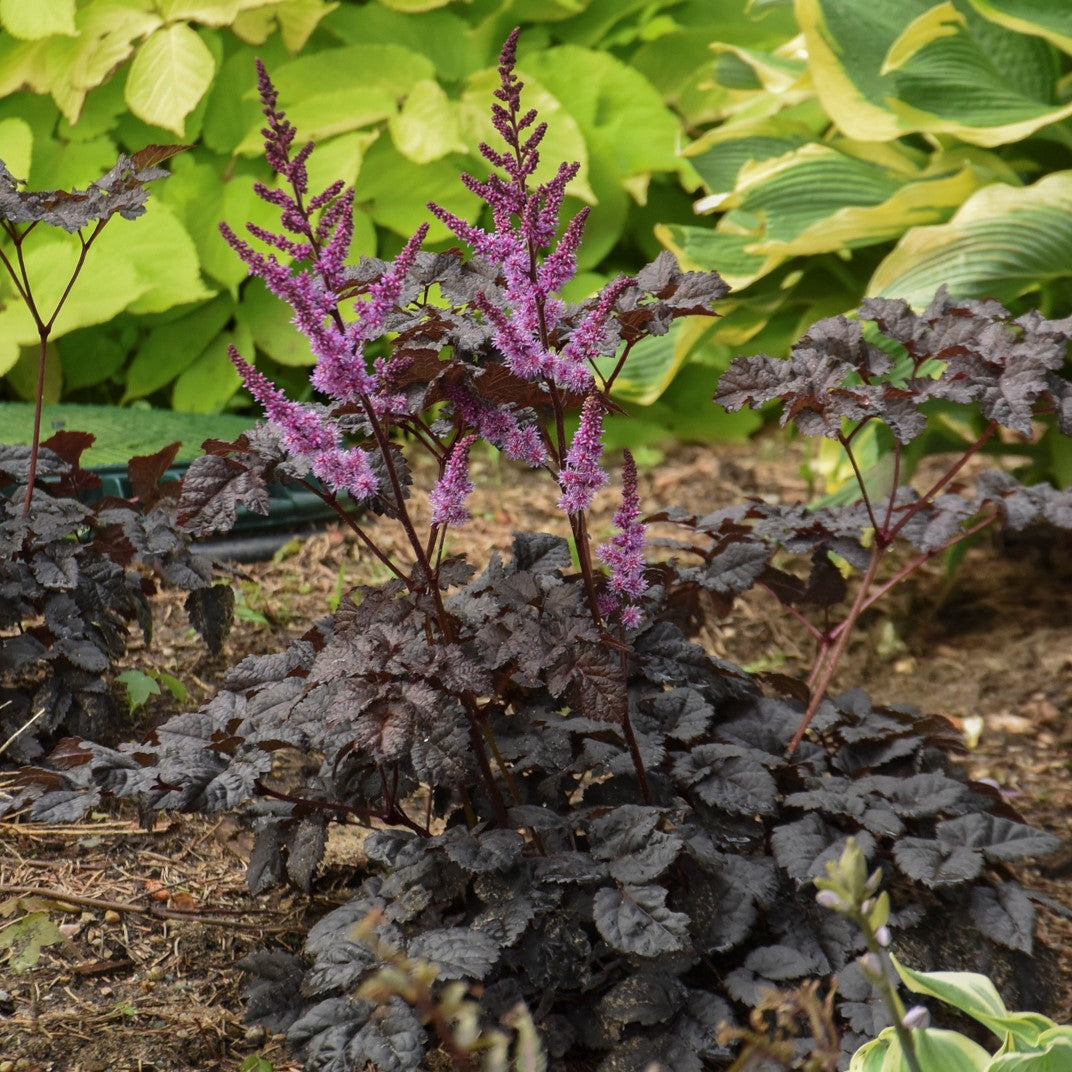 Dark Side of the Moon | Astilbe