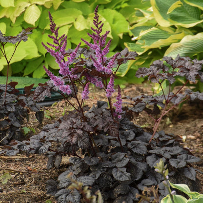 Dark Side of the Moon | Astilbe