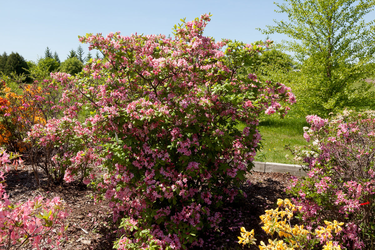 Electric Lights™ Double Pink Azalea - photo 2
