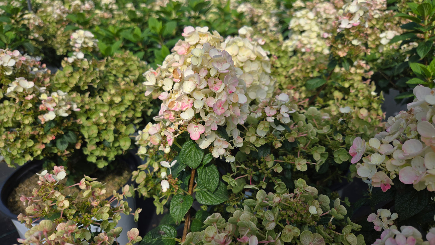 Tiny Quick Fire® | Panical Hydrangea