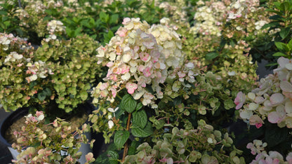 Tiny Quick Fire® | Panical Hydrangea
