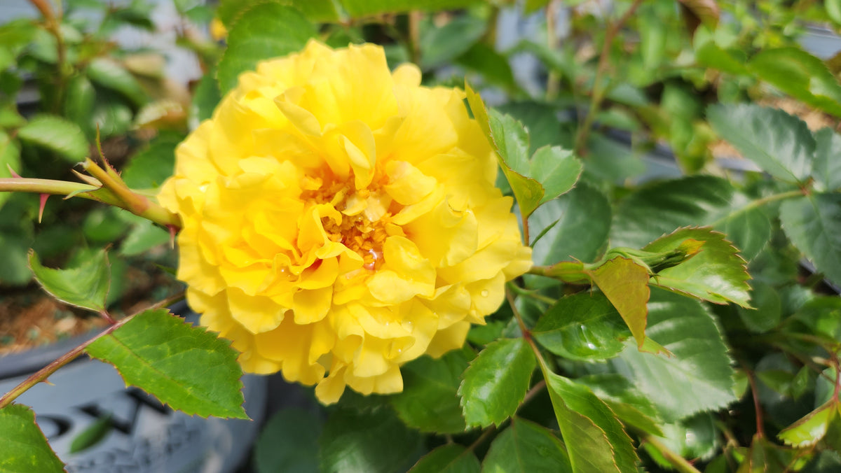 Rise Up™ Ringo | Shrub Rose