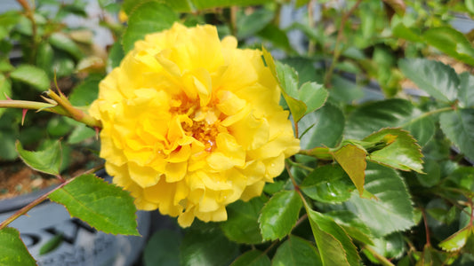 Rise Up™ Ringo | Shrub Rose