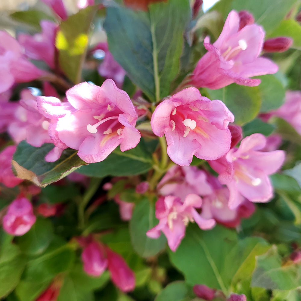 Midnight Sun® | Re-Blooming Weigela