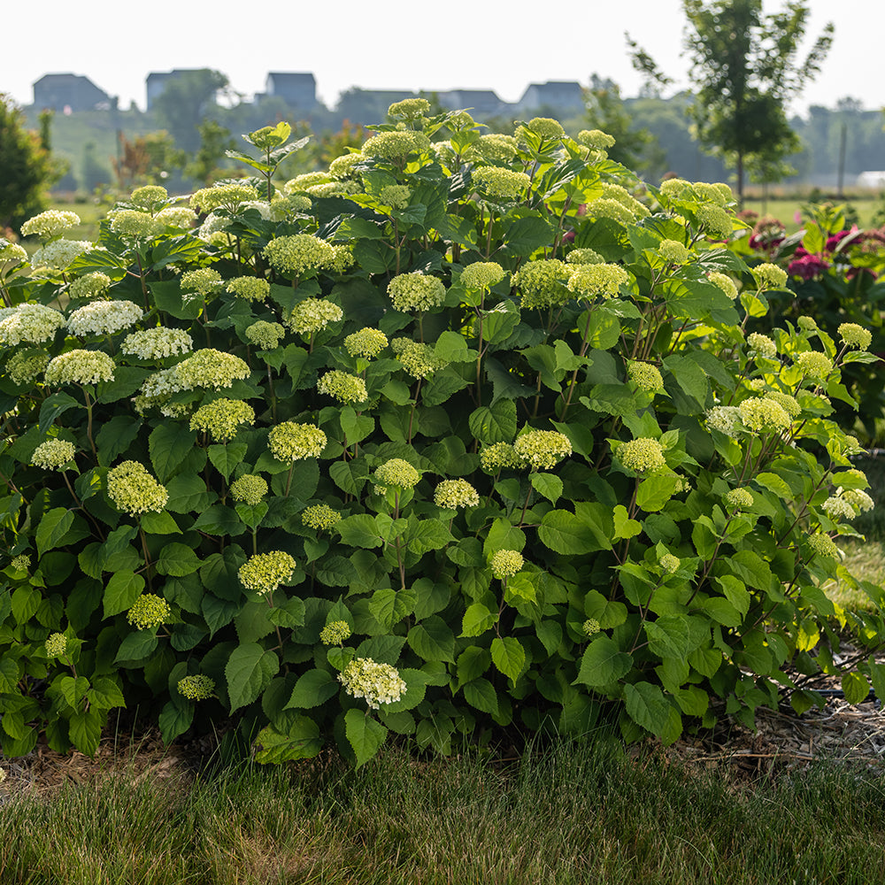 FlowerFull® Smooth Hydrangea - photo 2