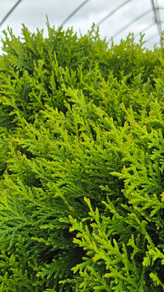 Danica American Arborvitae (Thuja occidentalis 'Danica')