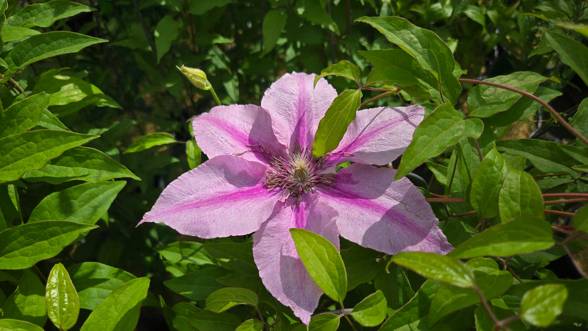 Rosalie™ Clematis (Clematis 'Rosalie Donahros')