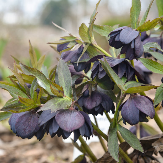 Dark and Handsome | Lenten Rose