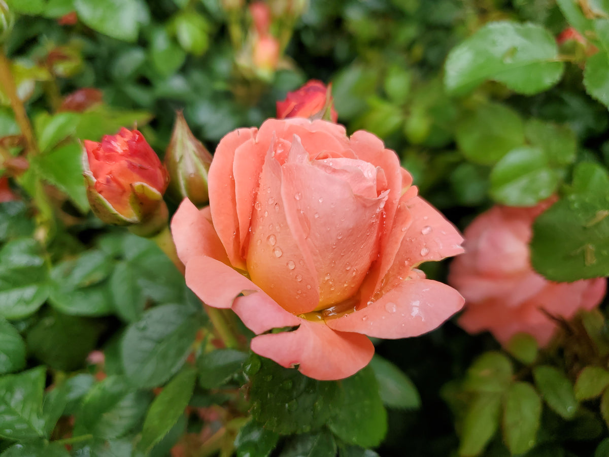 Knock Out® Orange Glow | Rose