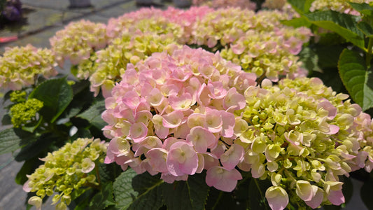 Wee Bit® Innocent Mophead Hydrangea (Hydrangea m 'Wee Bit Innocent')