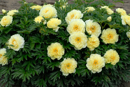 Bartzella | Itoh Peony