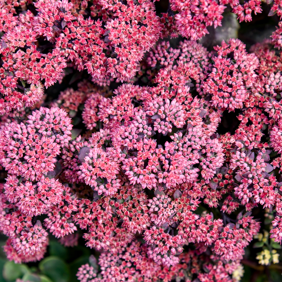 Rock 'N Grow® Midnight Velvet Stonecrop - photo 2