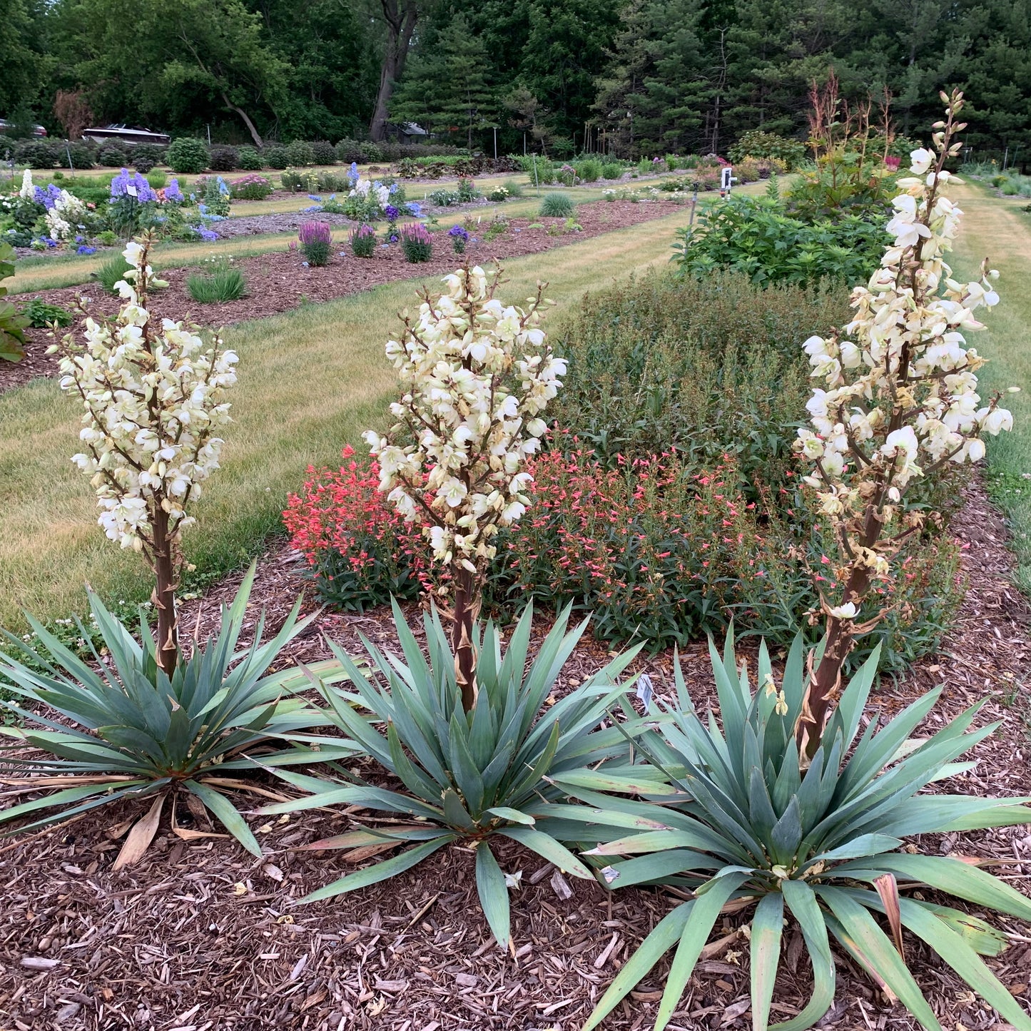Dragon Slayer | Yucca