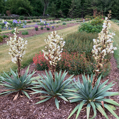 Dragon Slayer | Yucca
