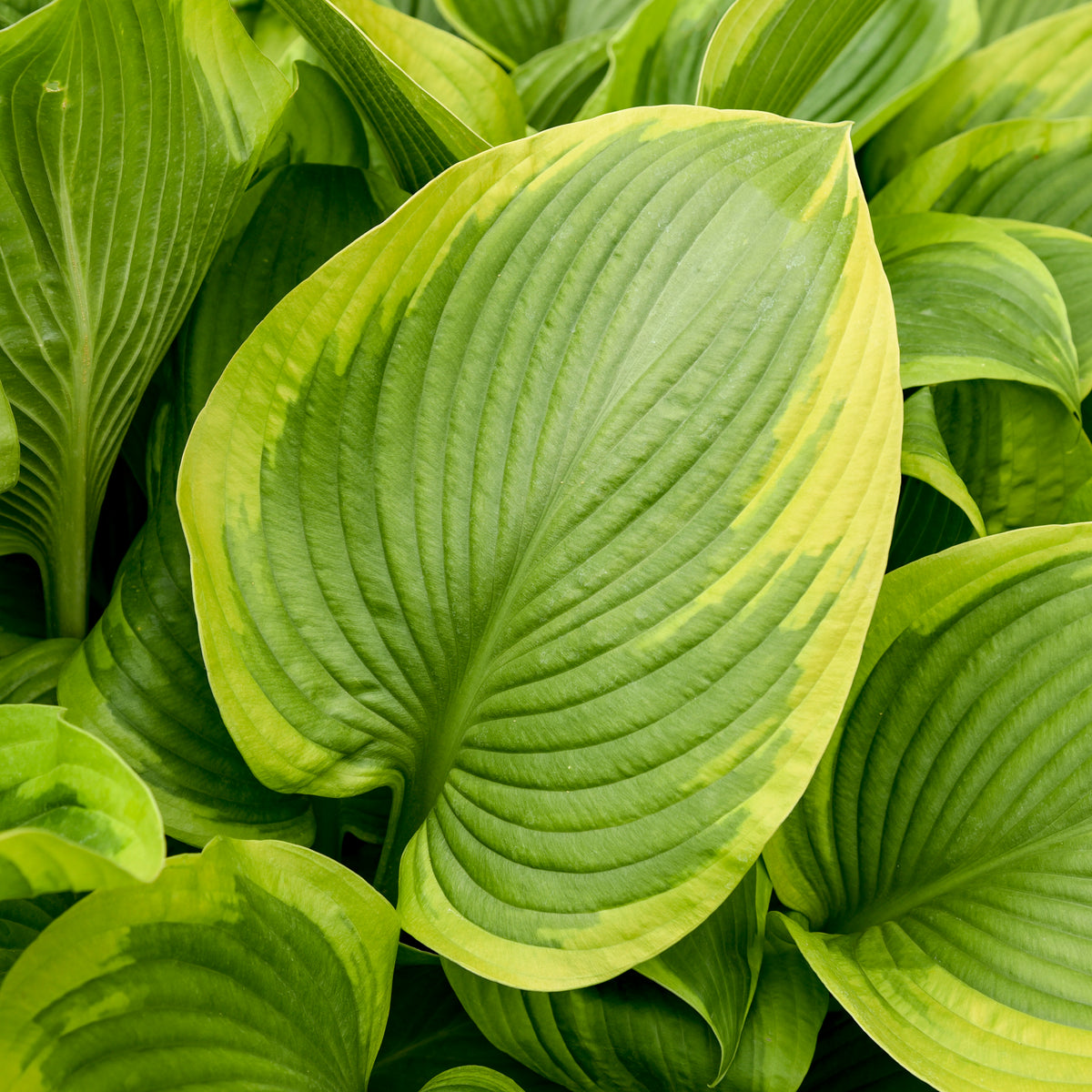 Shadowland® Lone Star Hosta (Hosta shadowland 'Lone Star')