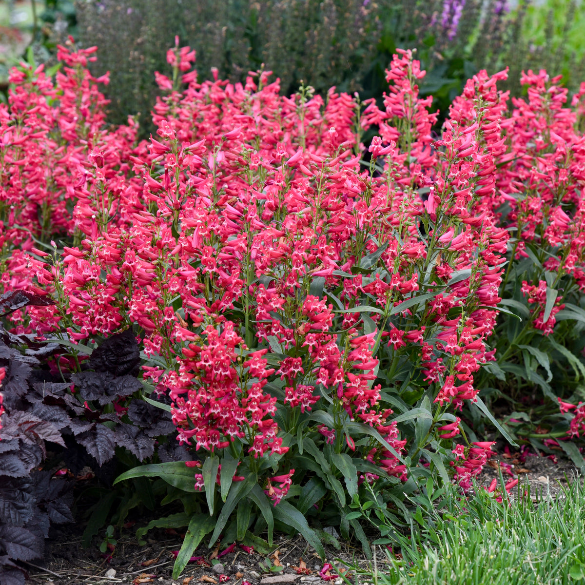 Bejeweled™ Rose Rhinestones Beardtongue (Penstemon bejeweled™ 'Rose Rhinestones')