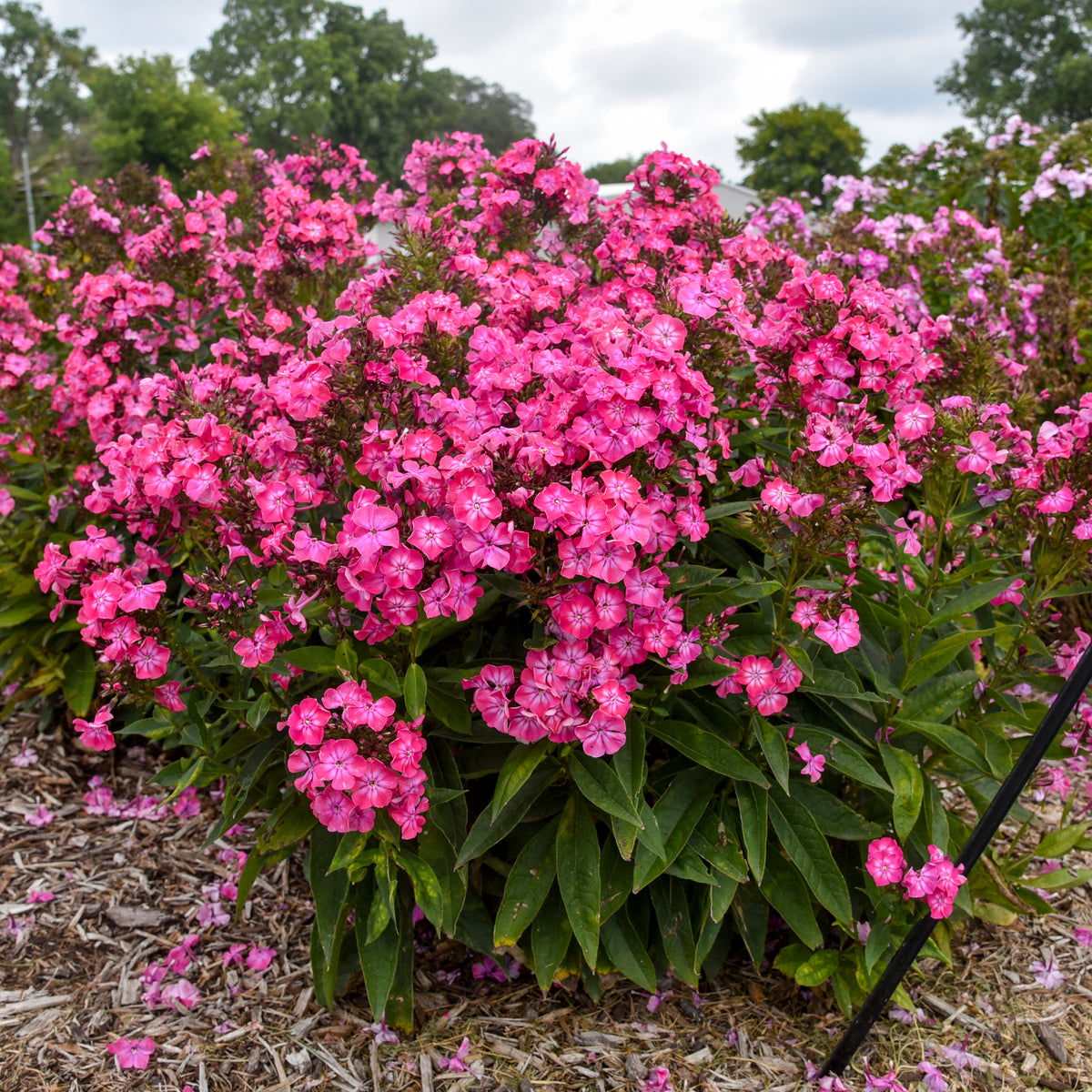 Luminary® Pink Lightning Tall Garden Phlox - photo 2