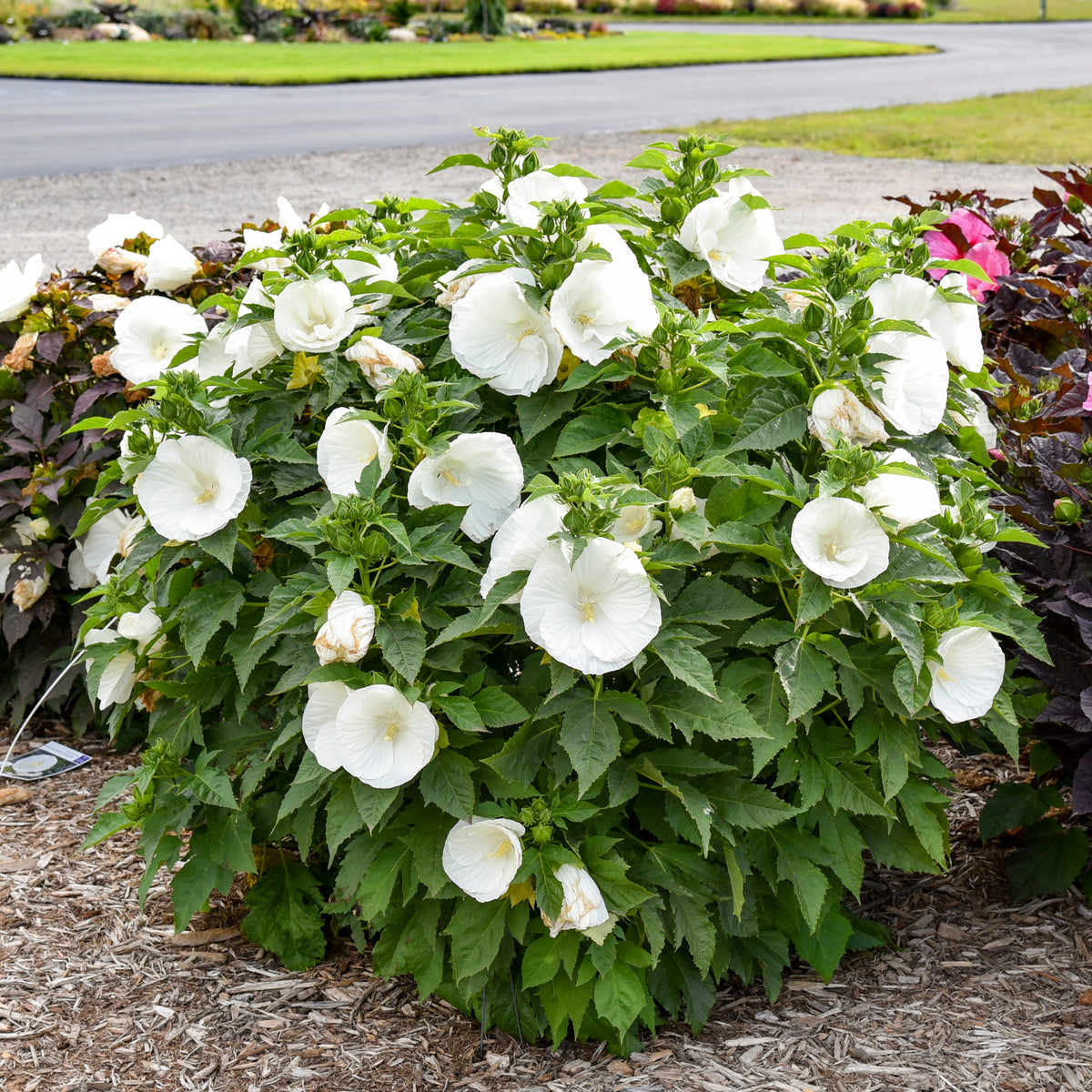 Marshmallow Moon Hardy Hibiscus (Hibiscus 'Marshmallow Moon')