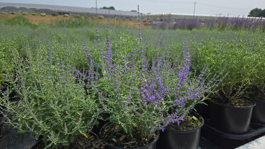 Jelena Russian Sage (Perovskia 'Jelena')