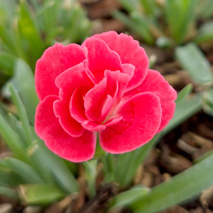 Everlast™ Peach Dianthus (Dianthus everlast 'Peach')
