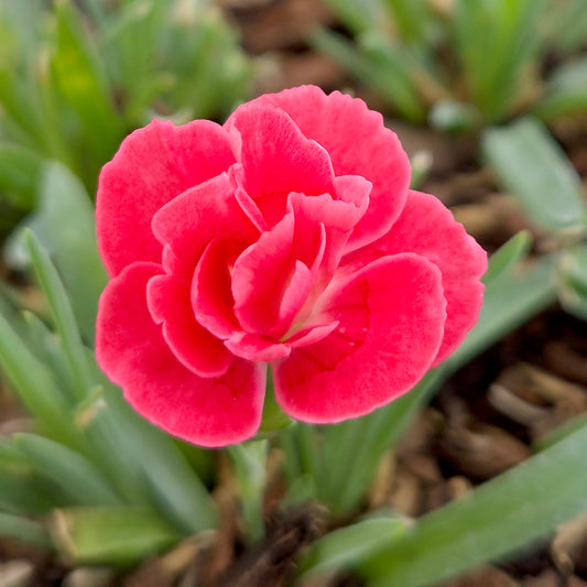 Everlast™ Peach Dianthus (Dianthus everlast 'Peach')