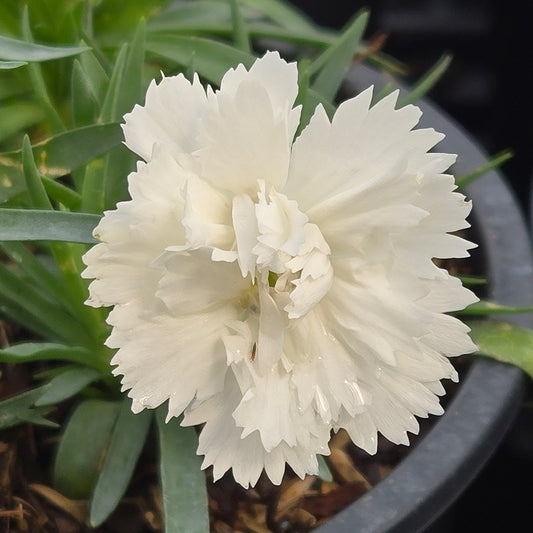 Everlast™ White Dianthus (Dianthus everlast 'White')