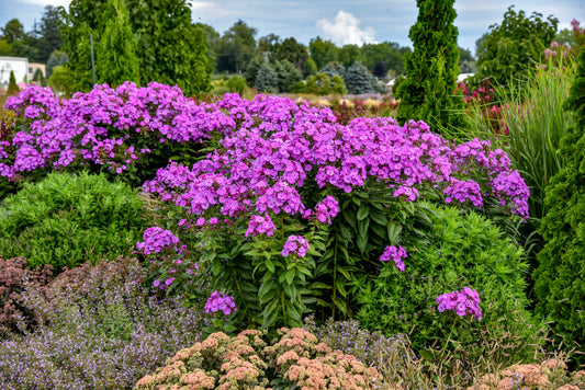 Luminary® Evening Glow Tall Garden Phlox (Phlox luminary 'Evening Glow')