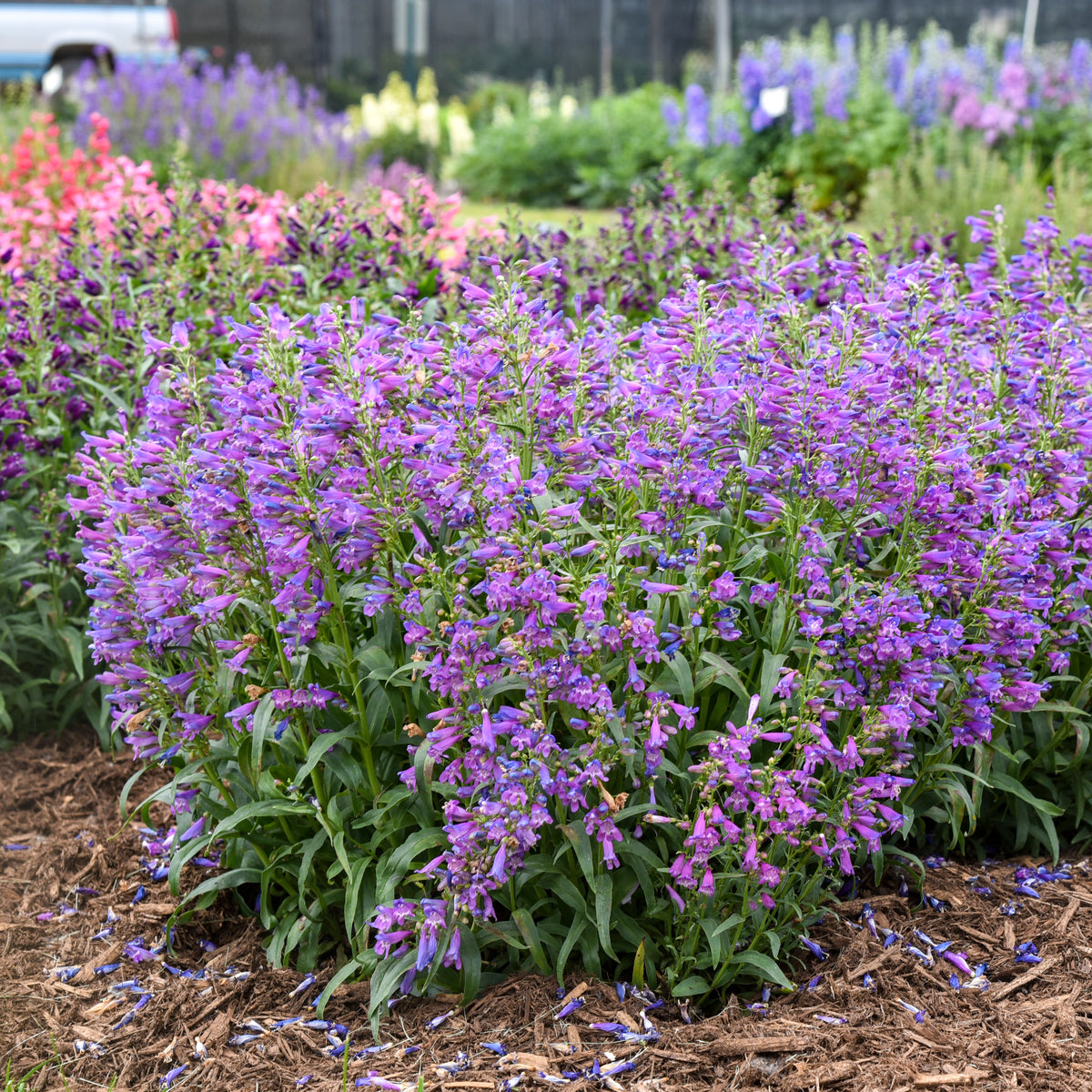 Bejeweled™ Lavender Sapphires Beardtongue (Penstemon bejeweled™ 'Lavender Sapphires')