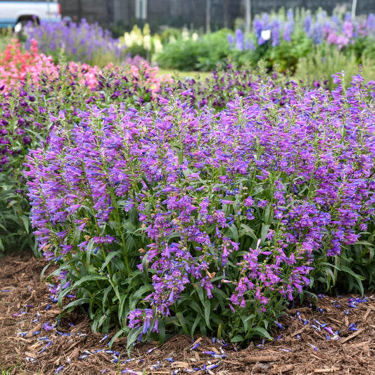 Bejeweled™ Lavender Sapphires Beardtongue (Penstemon bejeweled™ 'Lavender Sapphires')