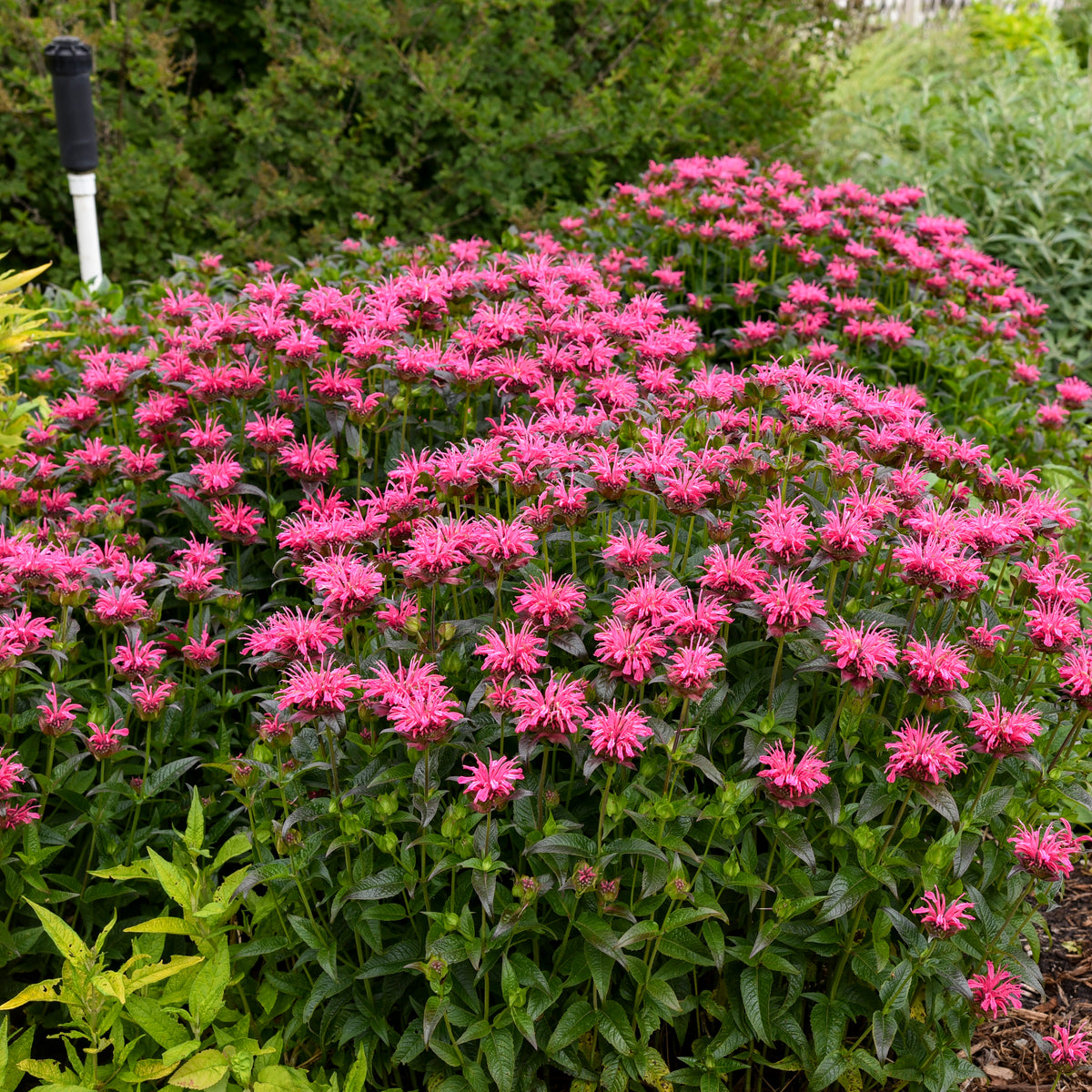 Upscale® Pink Chenille Bee Balm (Monarda Upscale® 'Pink Chenille')