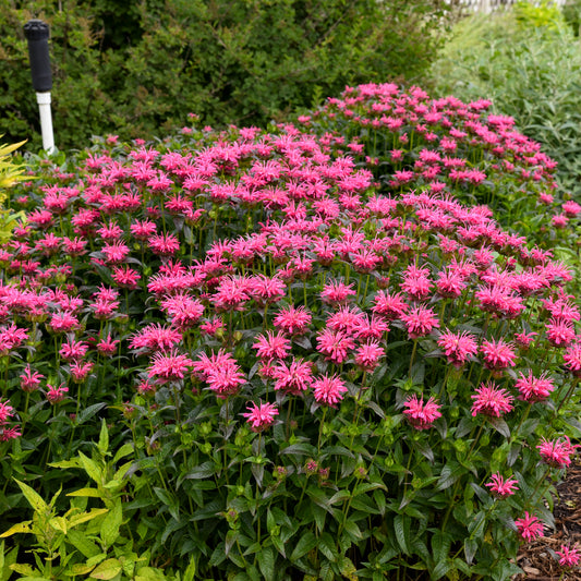Upscale® Pink Chenille Bee Balm (Monarda Upscale® 'Pink Chenille')