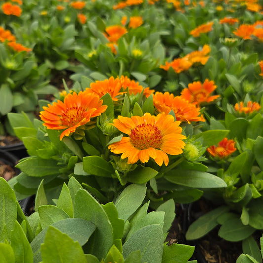 Gusto™ Orange Zest Blanket Flower - photo 2
