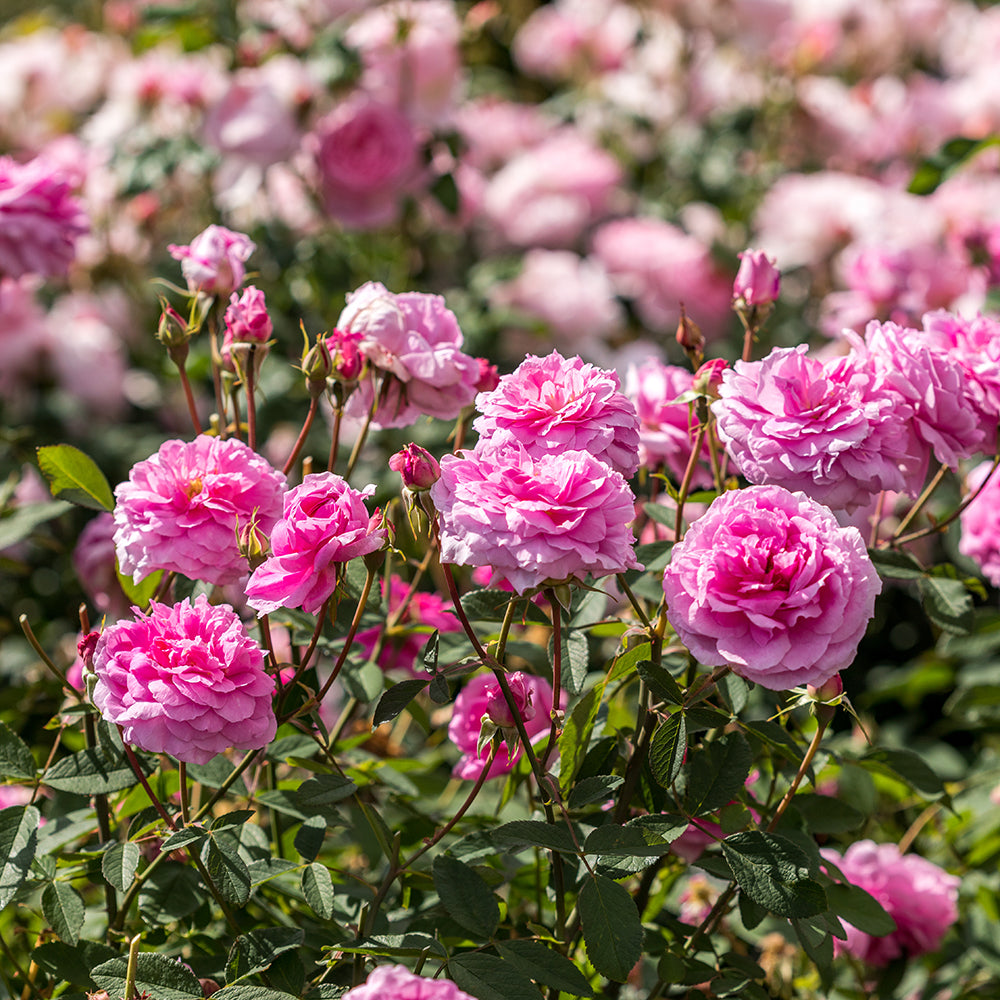 The Mayflower David Austin Rose (Rosa 'The Mayflower')