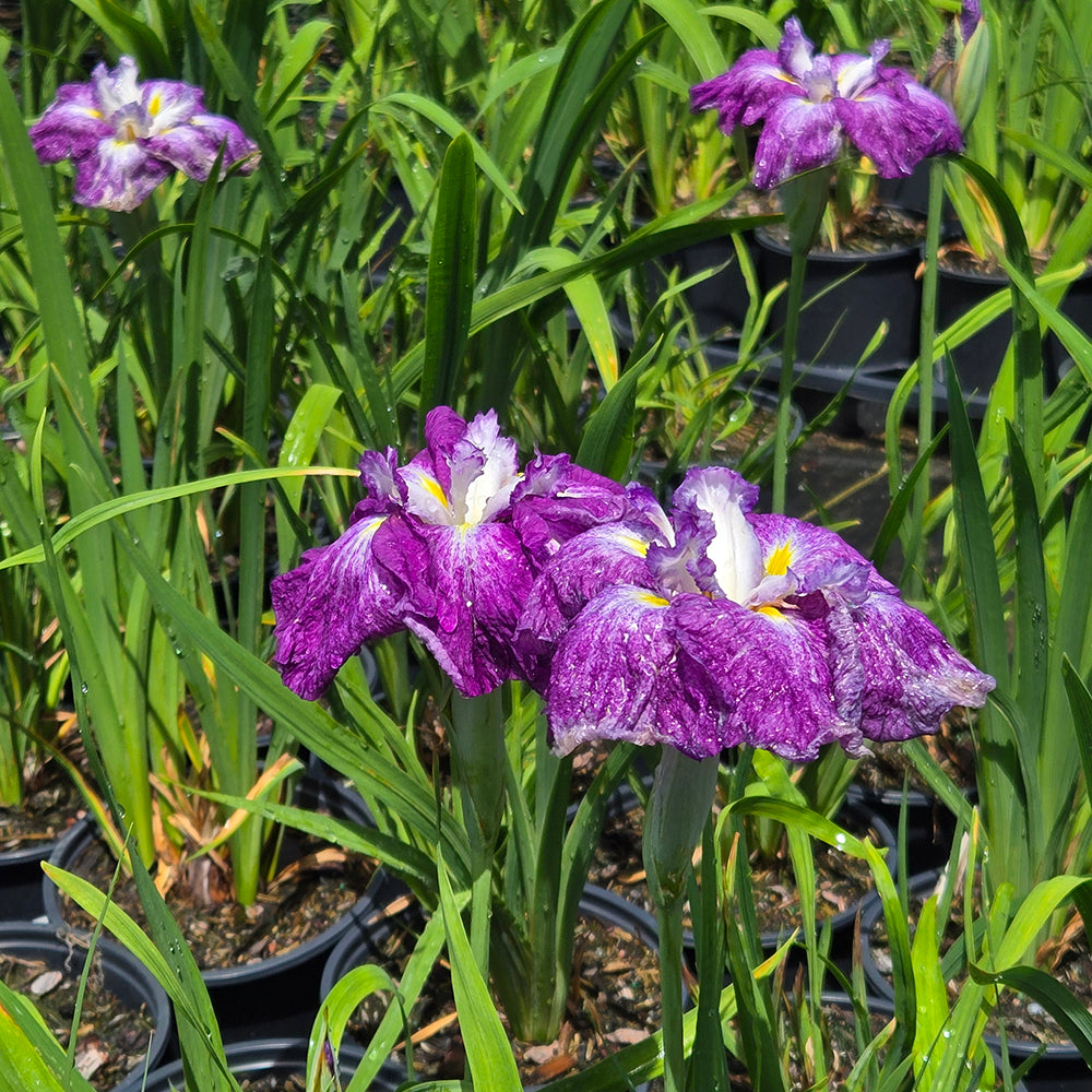 Harlequinesque Japanese Water Iris (Iris ensata 'Harlequinesque')
