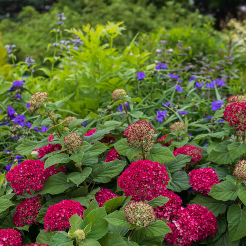 DreamScape™ Smooth Hydrangea (Hydrangea arb. DreamScape™)