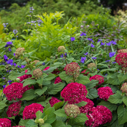 DreamScape™ Smooth Hydrangea (Hydrangea arb. DreamScape™)