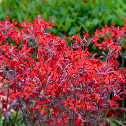 Jackson Valentine Catchfly (Silene virginica 'Jackson Valentine')