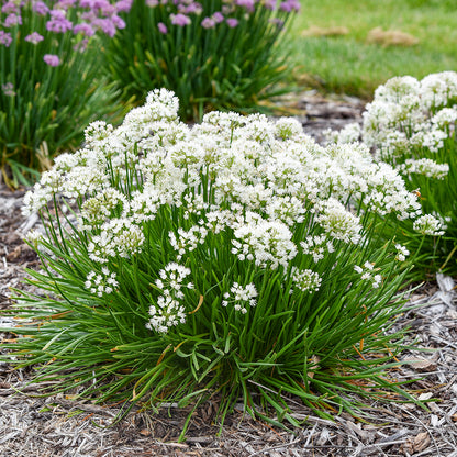 Needlepoint Ornamental Onion (Allium 'Needlepoint')