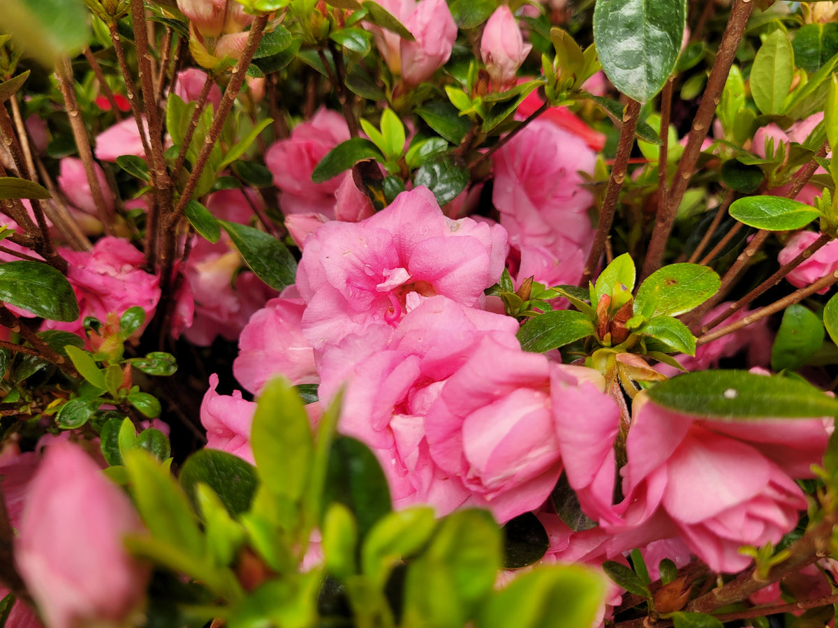 Rosebud Azalea (Rhododendron 'Rosebud')